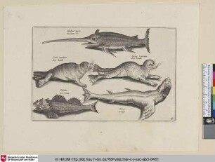 Gladius piscis, Swaer vis; Canis marinus, Zee hondt; Cuculus, Zee-haen; Silure, Lenge