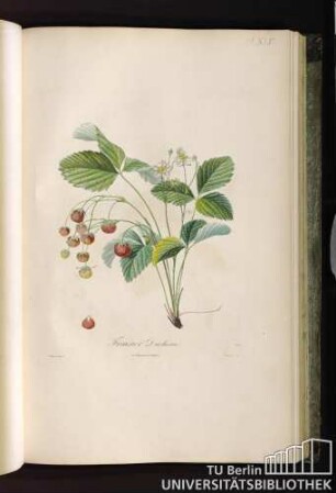 Pl. XLV. Fraisier Duchesne.