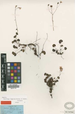 Saxifraga taygetea Boiss. & Heldr. [isotype]