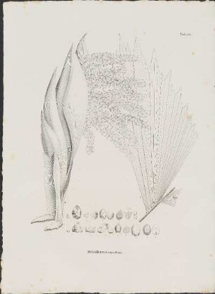 Tab. 34. Iriartea exorrhiza