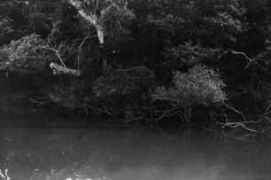 Rio Paraná : Wurzelwerk am Ufer einer Insel im Rio Paraná.