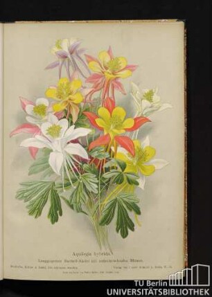 Aquilegia hybrida. Langgespornte Bastard-Akelei mit aufrechtstehenden Blumen.
