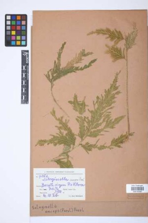 Selaginella anceps (C.Presl) C.Presl