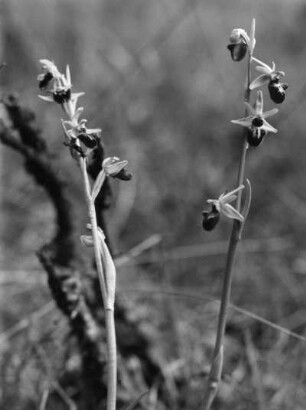 Spinnen-Ragwurz, Orchis aranifera, aus der Familie der Orchideen