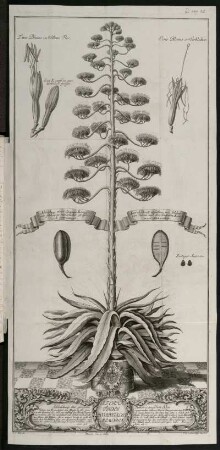 Abbildung der grossen Americanischen Aloe [...] [Kupferstich]
