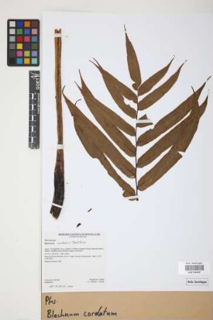 Blechnum cordatum (Desv.) Hieron.