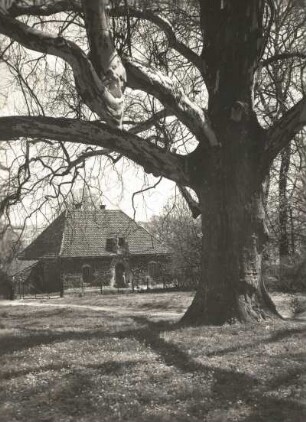 Sachsen. Meißen. Schloss Siebeneichen. Park, Große Platane am Försterhaus
