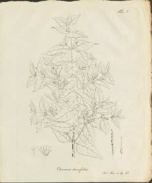 Tab. 6. Chiococca densifolia.