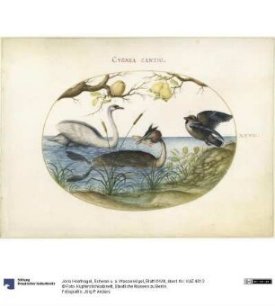 Schwan u. a. Wasservögel, Blatt XXVIII