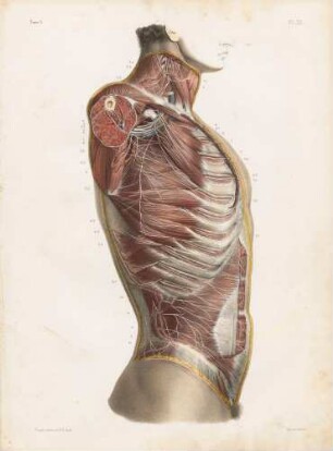 Nervi cutanei und muskuläre Nerven im Thorax