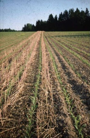 Fotografie: Säverfahren, Einzelkornsaat, Mais, Mulchsaat