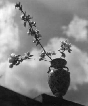 Blüten in Vasen. Blühende Zweige in einer bauchigen Vase gegen Wolken am Himmel