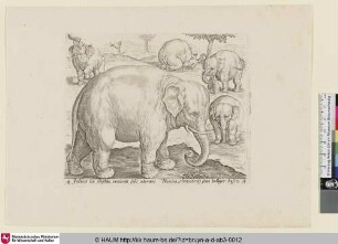 [Elephants; Elefanten]
