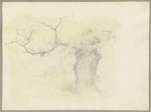 Alter Baum