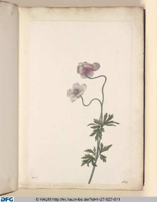Ranunculus; asphodeli radice, flore fimlici ex cinereo & roseo vario.