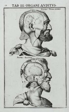 Organi Auditus, Tab. III., pag. 22 : Organi Auditus, Tab. III., pag. 22. Kupferstich; 36,4 x 24,7 cm. Aus: Julius Casserius: De vocis auditusque organis historia anatomica. Victorius Baldinus (Ferrare). 1600-1601