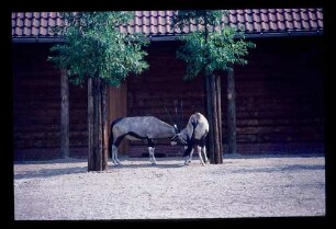 Oryx-Antilopen 31.7.71.