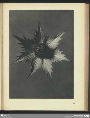 Eryngium giganteum