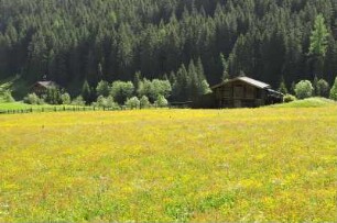 Blühende Bergwiese im Tuxertal : Aufgenommen im Tuxertal bei Mayrhofen am 25. Mai 2009