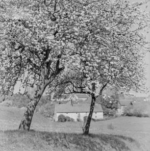 Frühling bei Rachlau