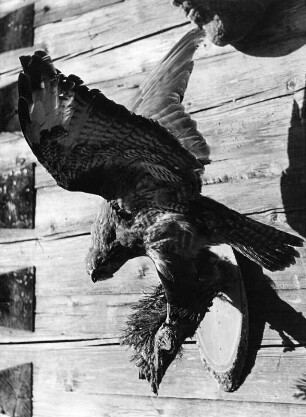 Präparierter Raubvogel (vielleicht eine Jagdtrophäe)