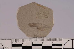Heuschrecke (Orthoptera)