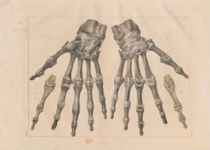 Knochen der Hand