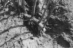 Ufergras. Vielleicht Strandhafer. Landwirt mit Rhizom