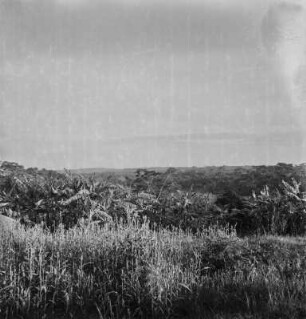Bananenplantage : Blick über einen Bananenplantage auf der Fläche des abgeholzten Regenwaldes von Masaka