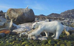 Spitzbergen - Auf Expedition in der Arktis