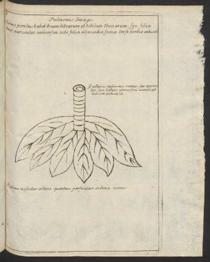 Pulmonis Imago.