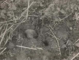 Feldmaus (Microtus arvalis PALL.), die Röhre erweiternd