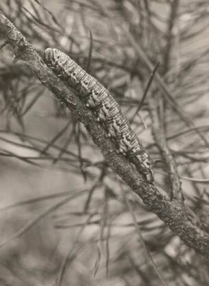 Kiefernschwärmer (Hyloicus pinastri L.). Raupe