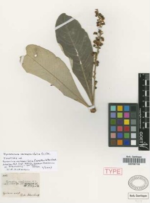 Byrsonima verbascifolia (L.) DC. f. spathulata Nied.