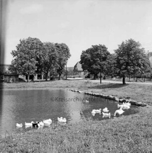 Dorfteich mit Enten: im Hintergrund hinter Bäumen Wohn- und Bauernhäuser