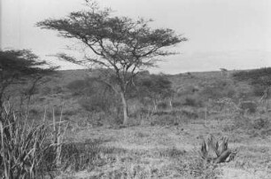 Savanne : Savannenlandschaft am Vulkan Oldeani