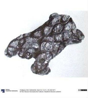 Schildkröte