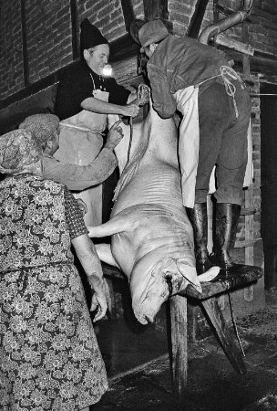 Gemeinsam wird das Schwein zur Verarbeitung aufgehängt