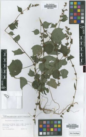 Triumfetta rhomboidea Jacq.