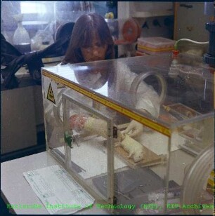 Versuche mit Laborratten im Institut für Genetik und Toxikologie von Spaltstoffen (IGT)