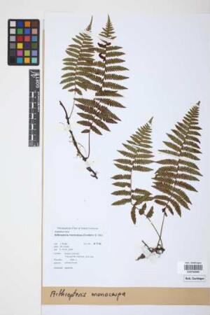 Arthropteris monocarpa (Cordem.) C.Chr.