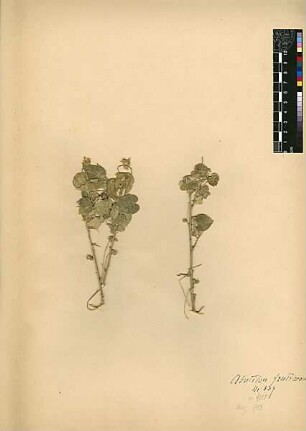 Malvaceae Abutilon fruticosum [Wadi Kelt (Trockental)]