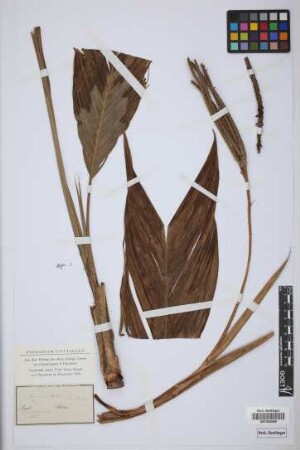 Geonoma martiana H.Wendl.