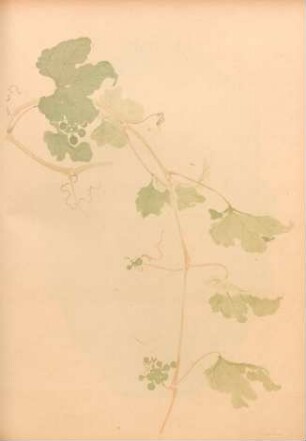 CJ [Étude de vigne sauvage]