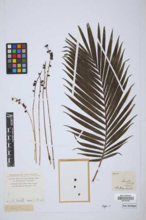Chamaedorea cataractarum Mart.