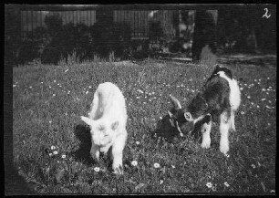 Landshut: Ziegenbock und Ziege [von Eugen von Frauenholz auf einer Wiese bei den Pferdeställen der Kaserne]