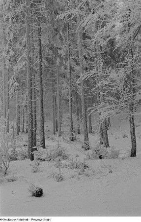 Verschneite und vereiste Bäume