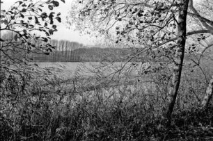 Herrenteich: vorne Schilf: am gegenüber liegenden Ufer Bäume