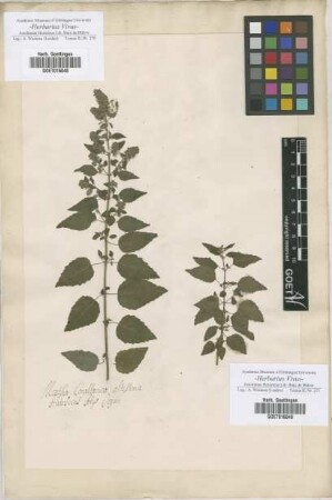 Mentha