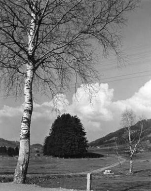 Frühling im Allgäu, Weg nach Wagneritz